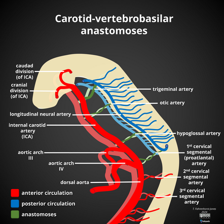 Anastomoses: Khám Phá Định Nghĩa, Ý Nghĩa và Ứng Dụng