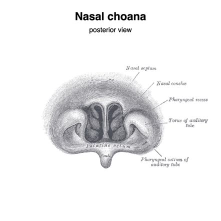 Nasal choanae (Gray's illustration) | Radiology Case | Radiopaedia.org