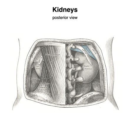 Perirenal space (Gray's illustrations) | Radiology Case | Radiopaedia.org