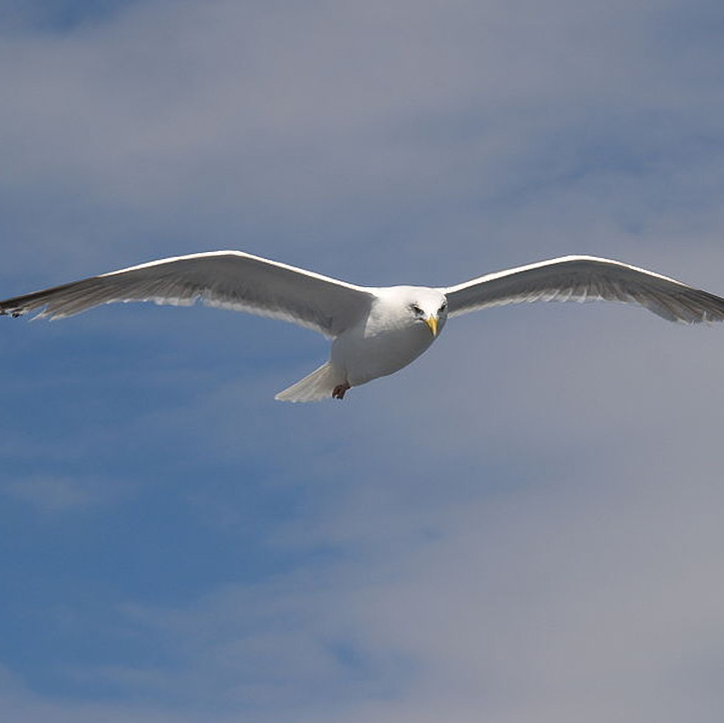 gull flying