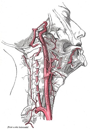 internal carotid artery in ear