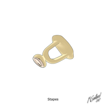 Characterization of Stapes Anatomy: Investigation of Human and