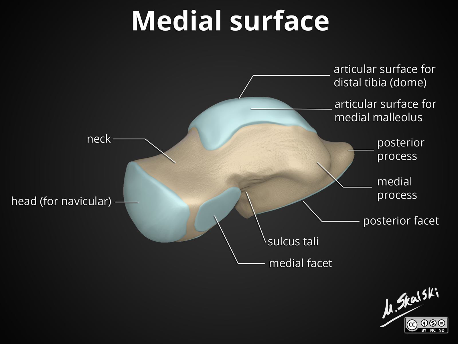 talus bone labeled