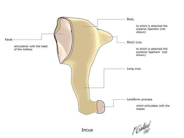 Radiopaedia - Drawing Middle ear ossicles: malleus, incus and