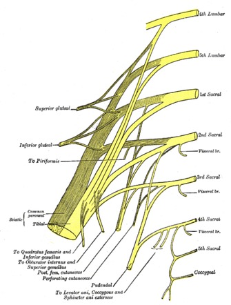 Lumbosacral plexus and sciatic nerve: diagrams | Radiology Case ...