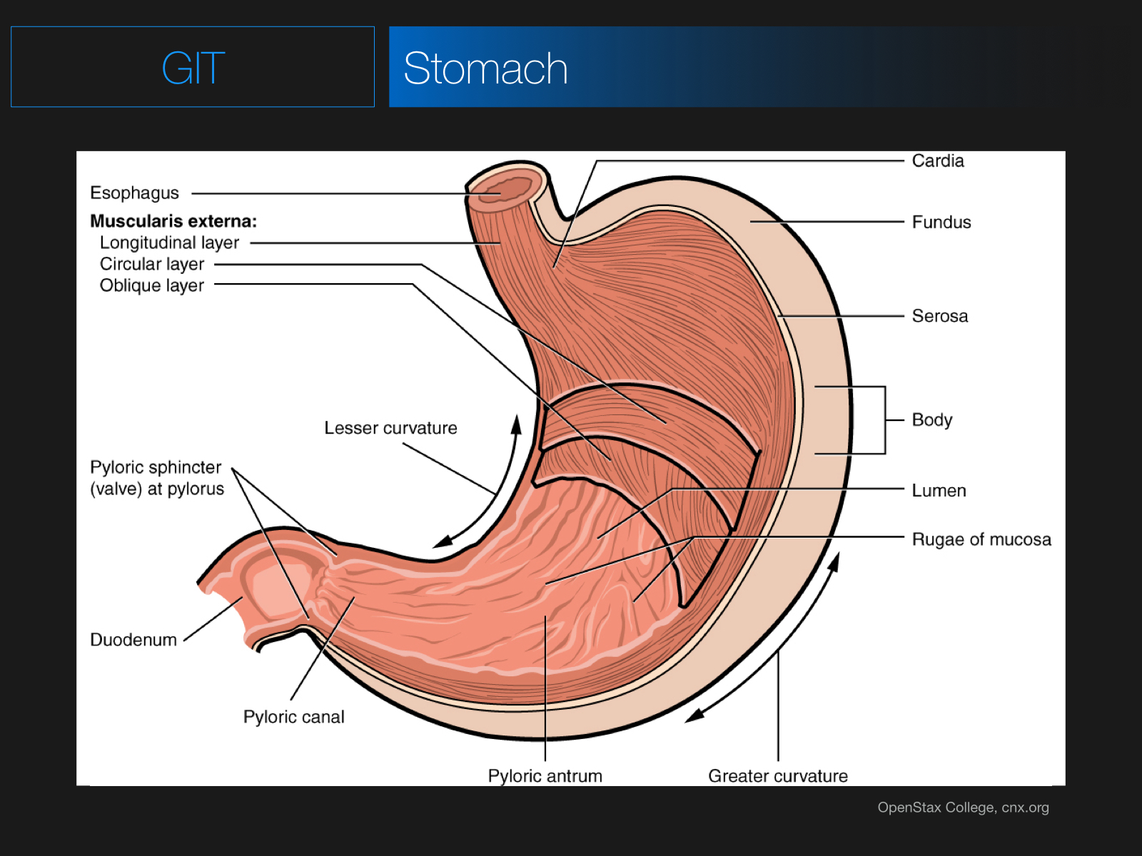 Anatomy of the Stomach Quiz